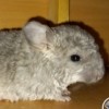 Кения Рекс