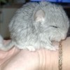 Мозамбик МХ