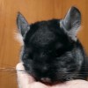 Аскольдович Свит Хэппи