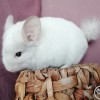 Каттлея