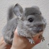 Лекси