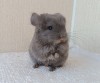 2 мес