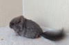 2 мес