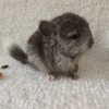 Вель