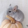 Якутия