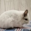 Амальфи Фея