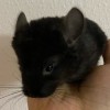 Манка