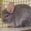 Мунаш 