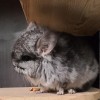 АС Кларанс