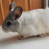 Оливер