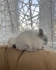 Кокос