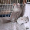 Церианна