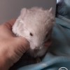 Шуя