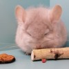 Щекотка