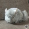 Кевин
