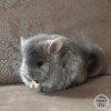 Кимми