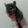 Персиваль