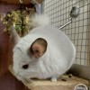Тоник Антоник