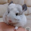 Шуня