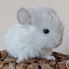 Лофант