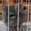 Янтарная Россыпь