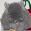 Лиза ОК