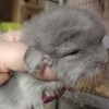 Перчик