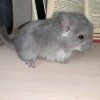 Милана