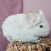 Маракуйя