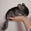 СИ Азамат нЛова