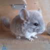 Персей