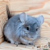 Клевер