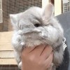 Кенай МИ