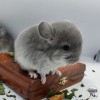 Свит Хэппи Филетта