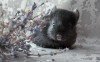 1мес