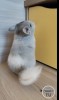 Лялечка Кор