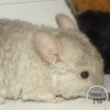 Аманда