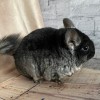 Харвик Чил