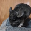 Свит Хэппи Факир нЧЖ нФ нДойч нЛовы