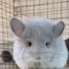 Чима 