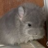 Хеннесси 