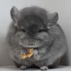 Тинтин