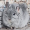 Есения