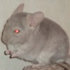 Морфей