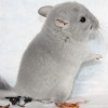 Лиза