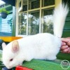 Анжелика маркиза ангелов