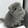 Сугойчик Флорет