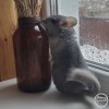 Сапфирочка