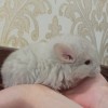 Ландыш 