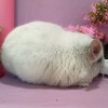 Каприфоль
